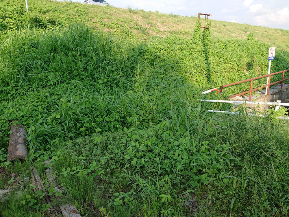 7月13日除草剤散布