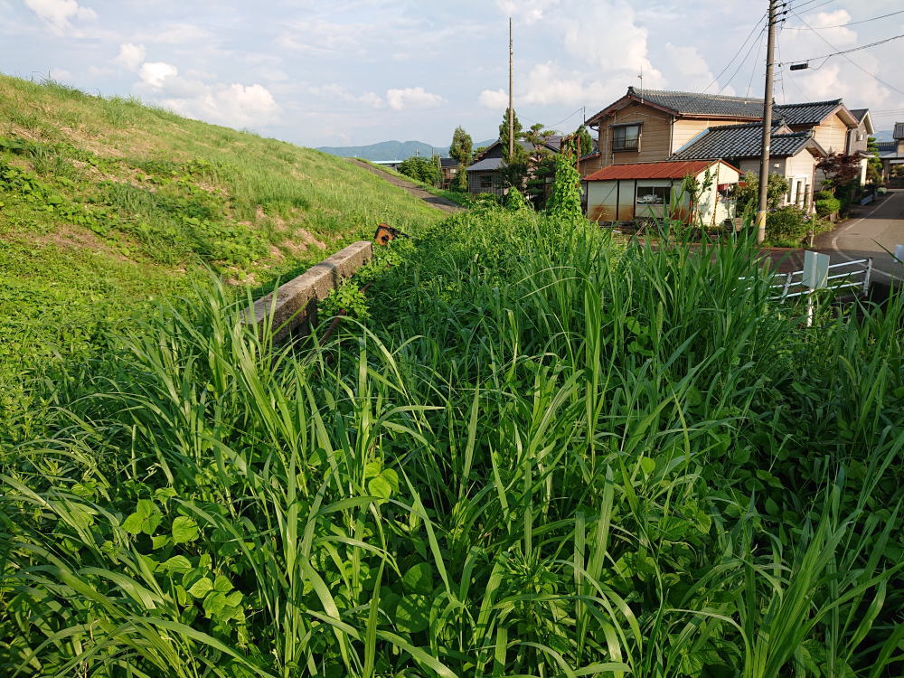 7月13日除草剤散布